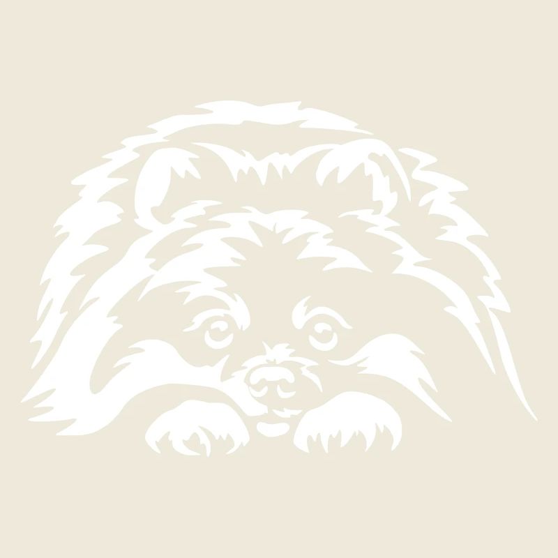 Pomeranian "Black Edition"