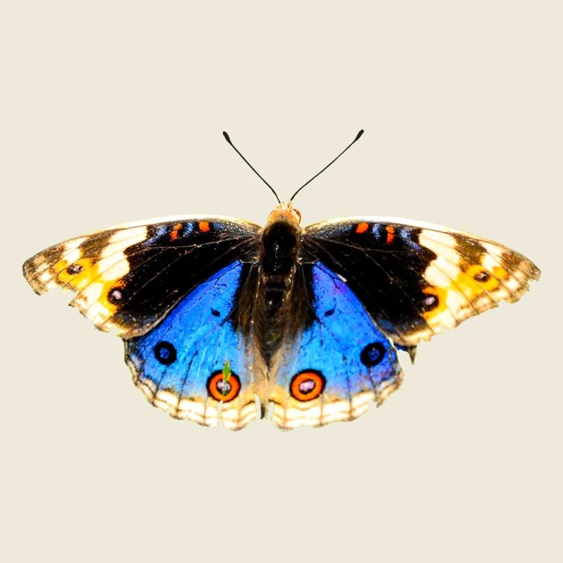 fleurs papillon papillon fleurs