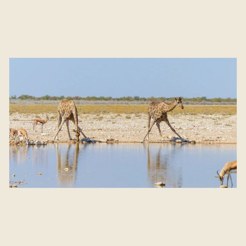 Landscape at the Cubango river with giraffe