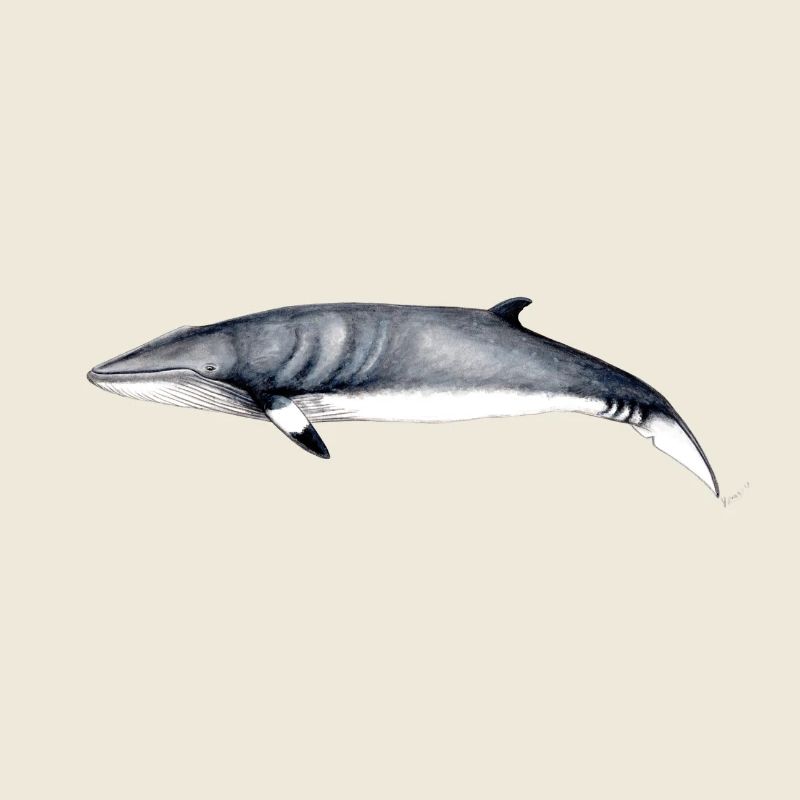 Minke whale - Minke whale - Petit rorqual