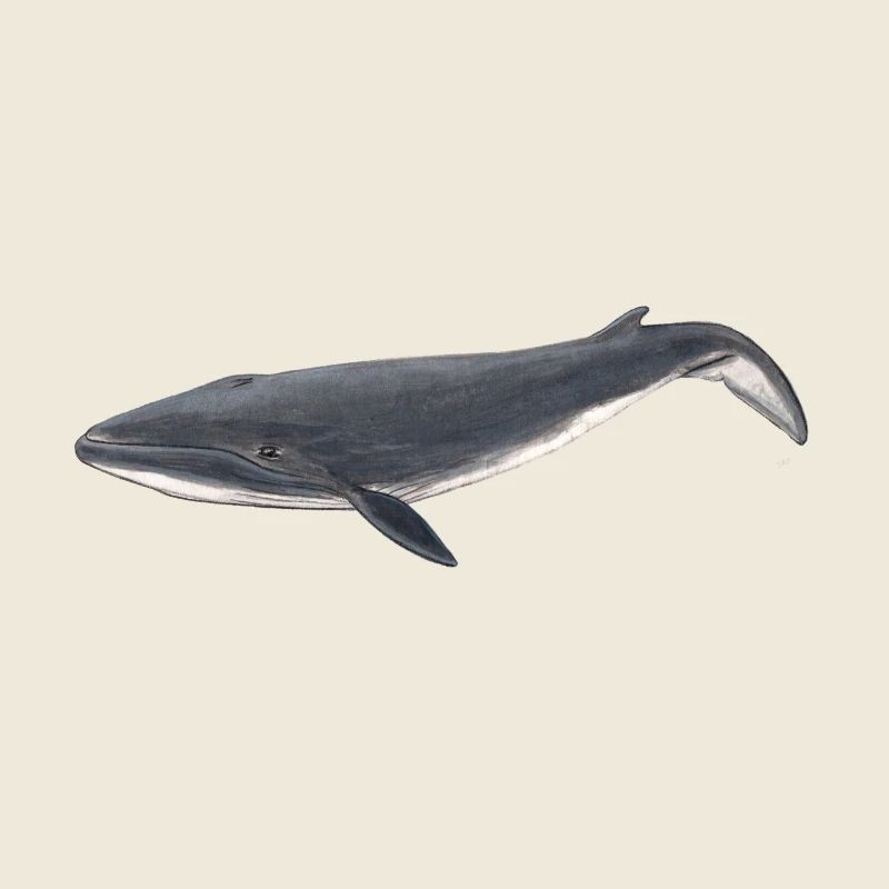 baleine bébé - baleineau Sei - Bébé Baleine
