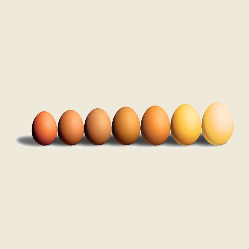 Eier