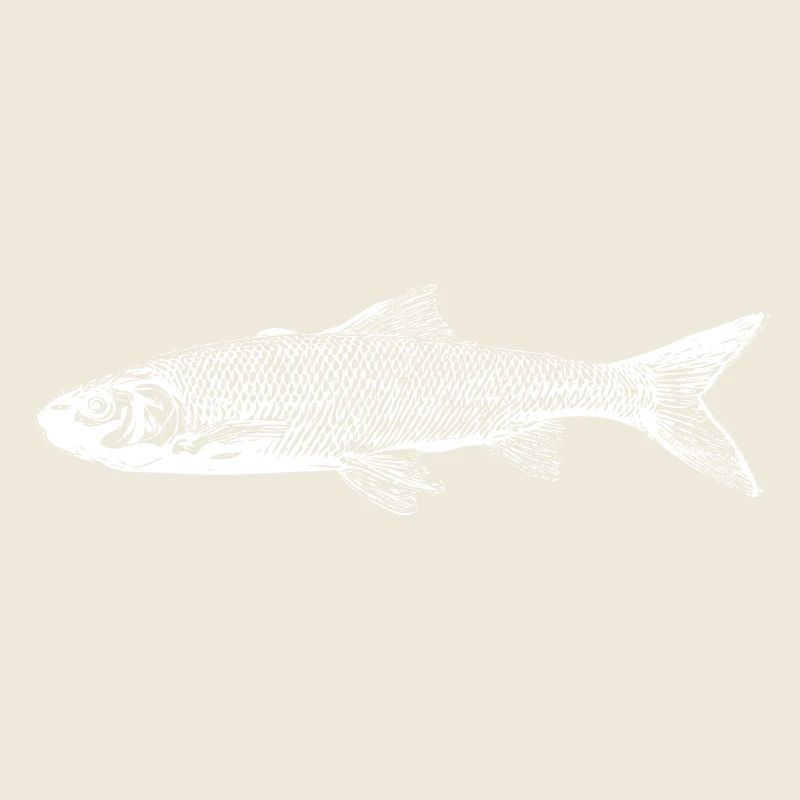 Trout fish