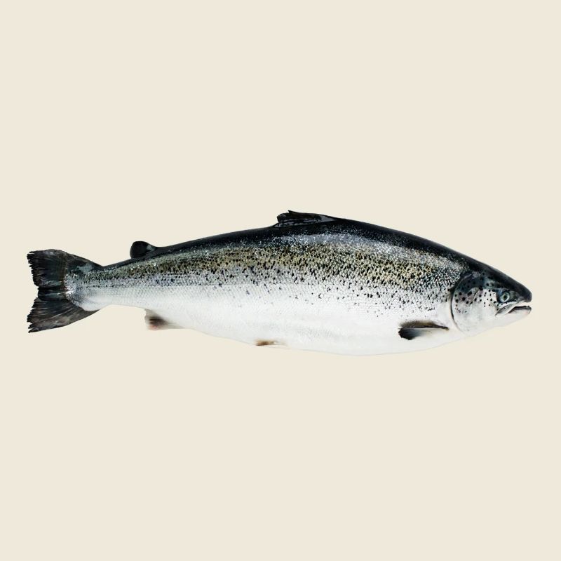 Lachs