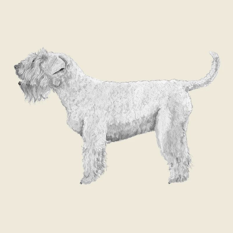 Irish SoftCoated WheatenTerrier