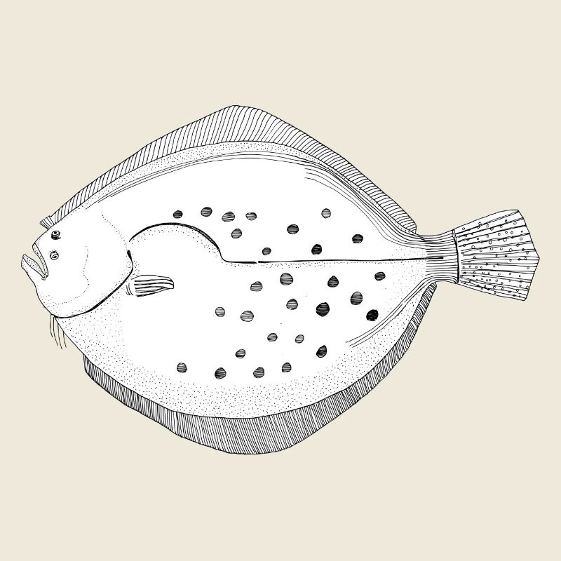 Brillance des poissons plats
