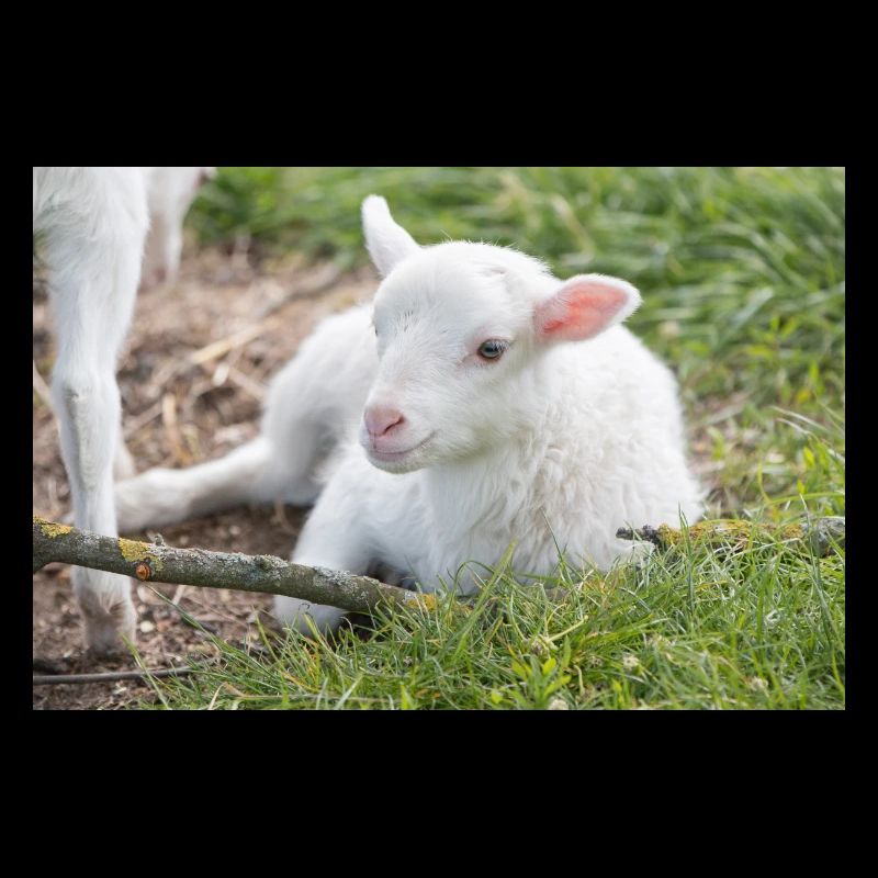 Lämmchen (Ovis) Lamm