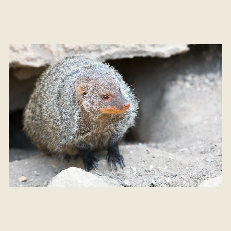 Gebänderte Manguste oder Zebramanguste