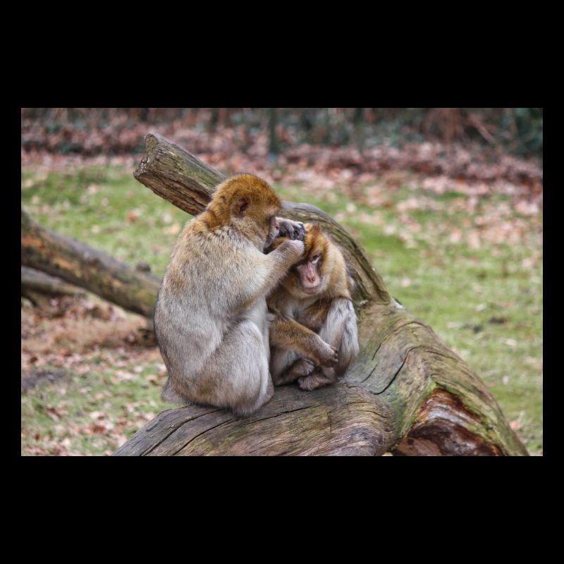Macaques de Barbarie (Berberaffe) Macaca sylvanus