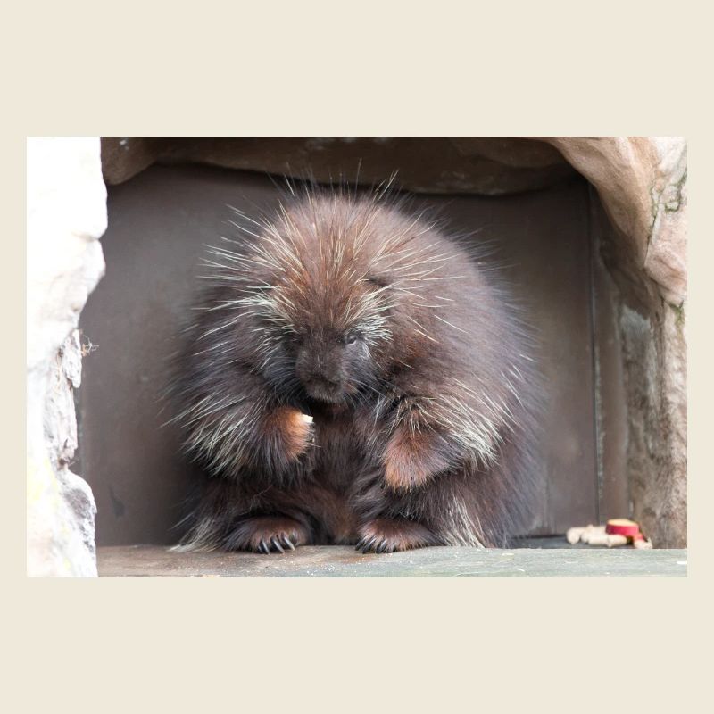 Porcs-épics du Nouveau Monde à épines arborescentes Erethizontidae