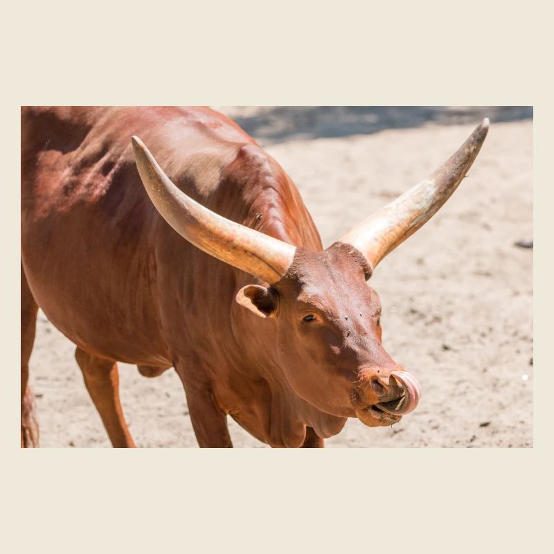 Ankole-Watusi oder Ankole Longhorn Watussirind