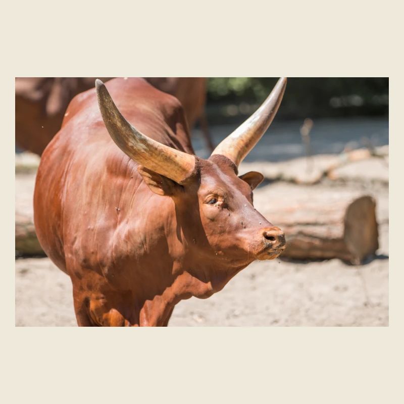 Ankole-Watusi oder Ankole Longhorn Watussirind