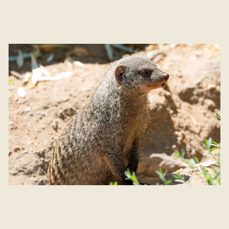 Erdmännchen (Suricata suricatta, Erdmännchen)