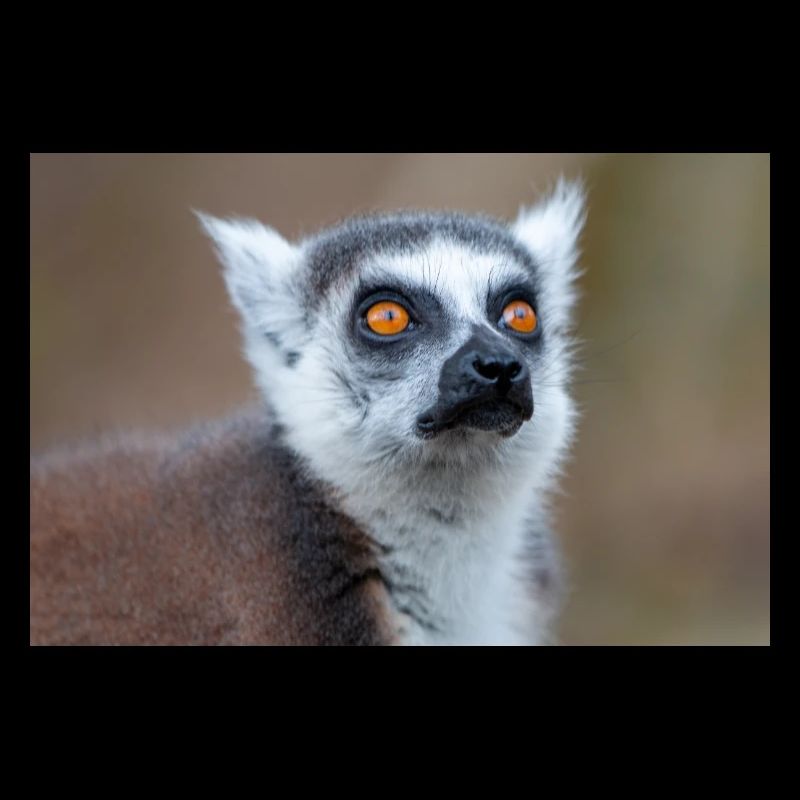 Kattas Lemur catta