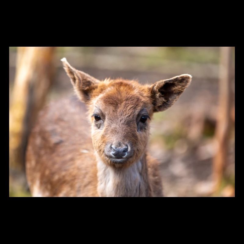 Fallow Deer (in german Damwild or Damhirsch) Dama