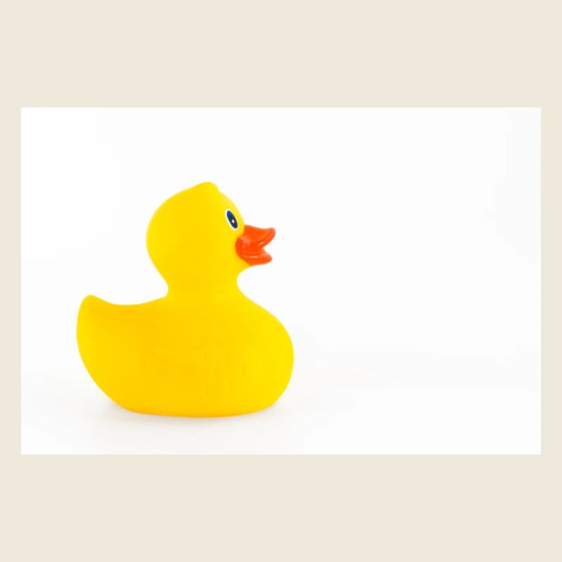 Isolated rubber duck