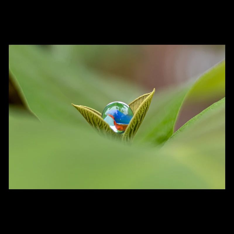 DER Marmor auf der Pflanze