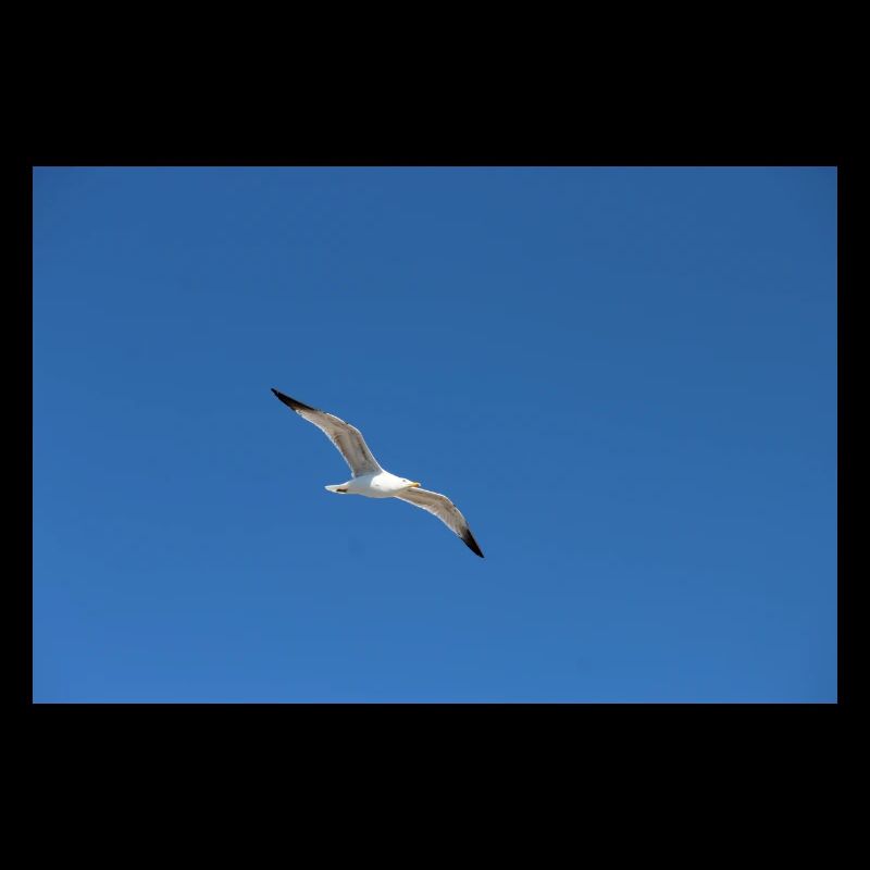 Yellow-legged gull
