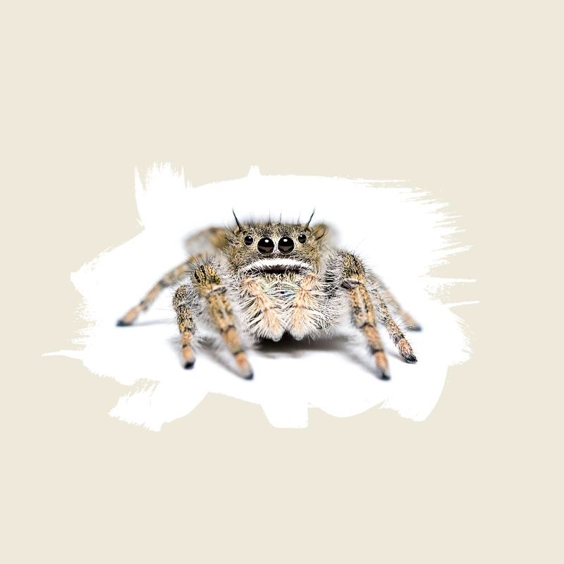 Phidippus texanus jumping spider, spring spinne.