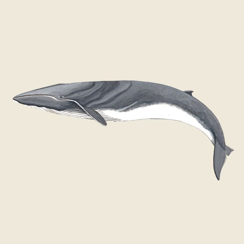rorquals - rorqual - rorqual commun