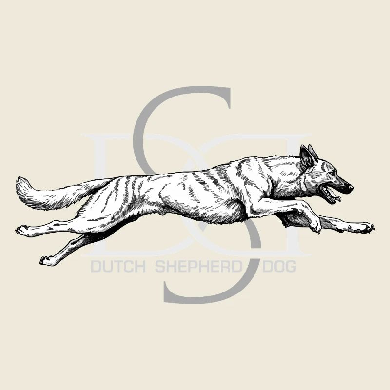 Dutchie - Holländischer Schäferhund