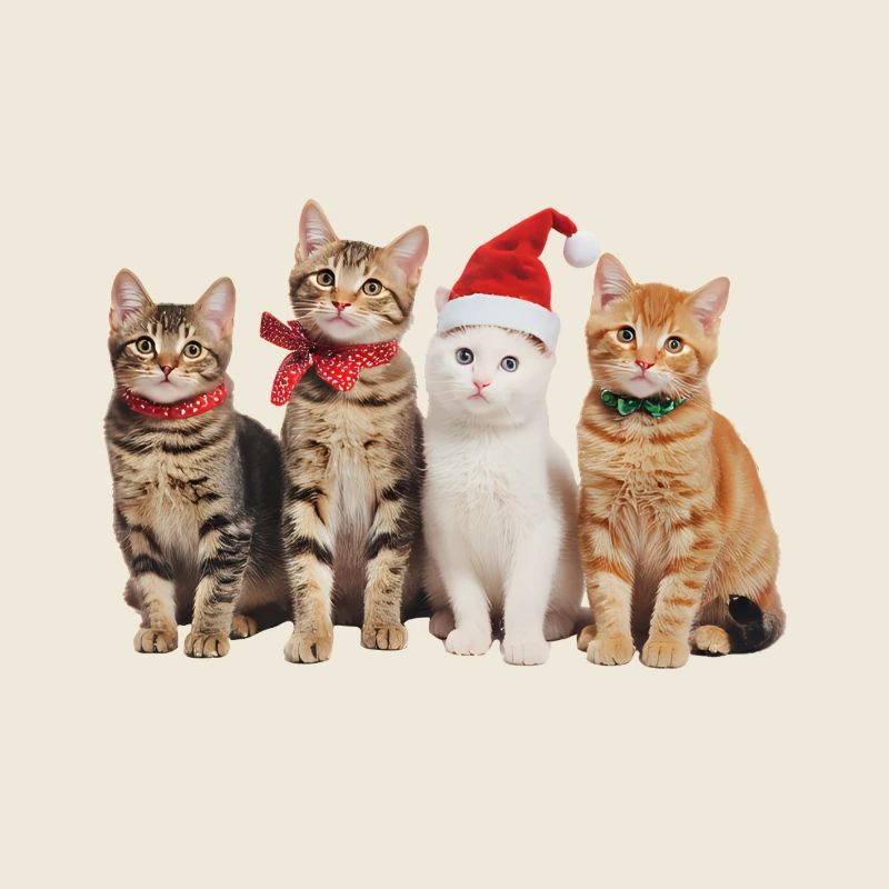 Chat à Noël
