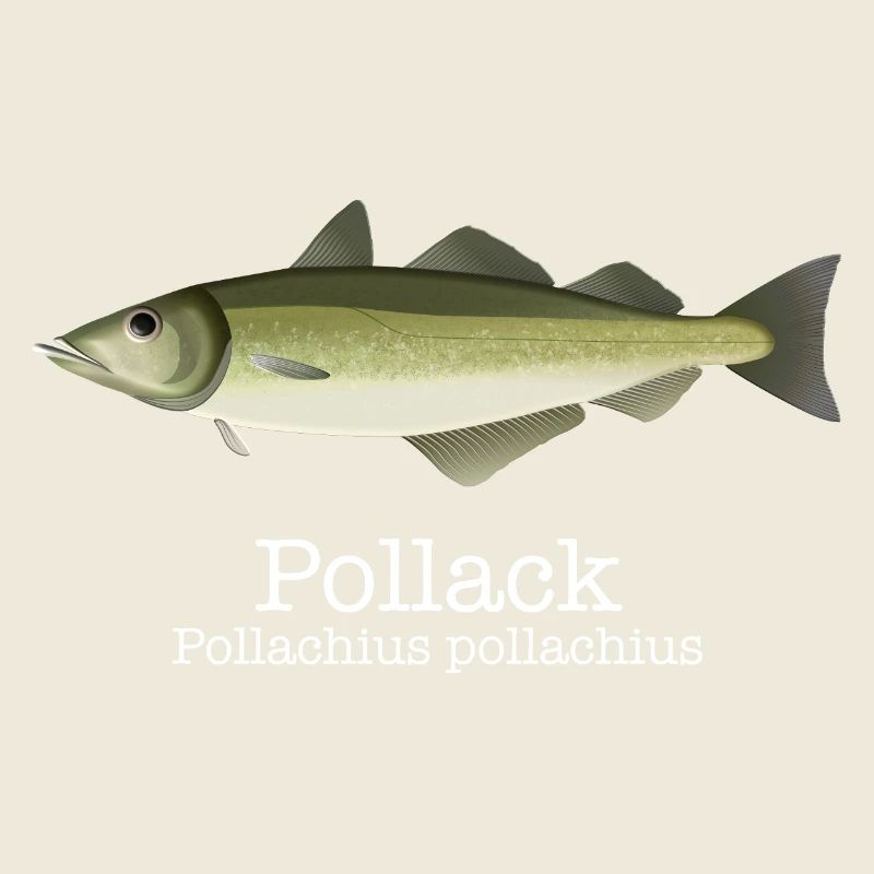 Pollack - the trendy fish with lettering