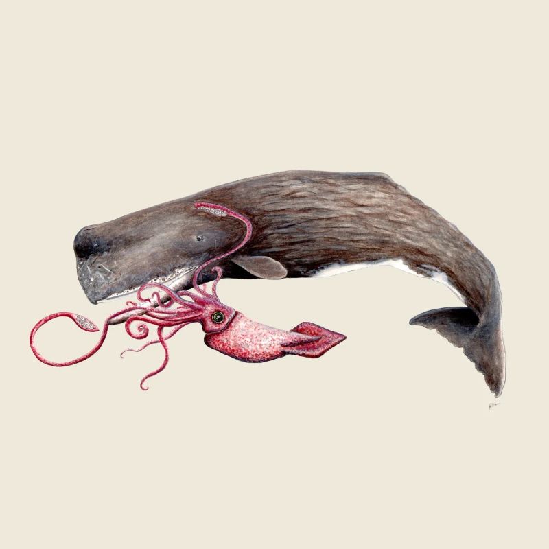 Avec cachalot calmars - cachalot - Cachalot