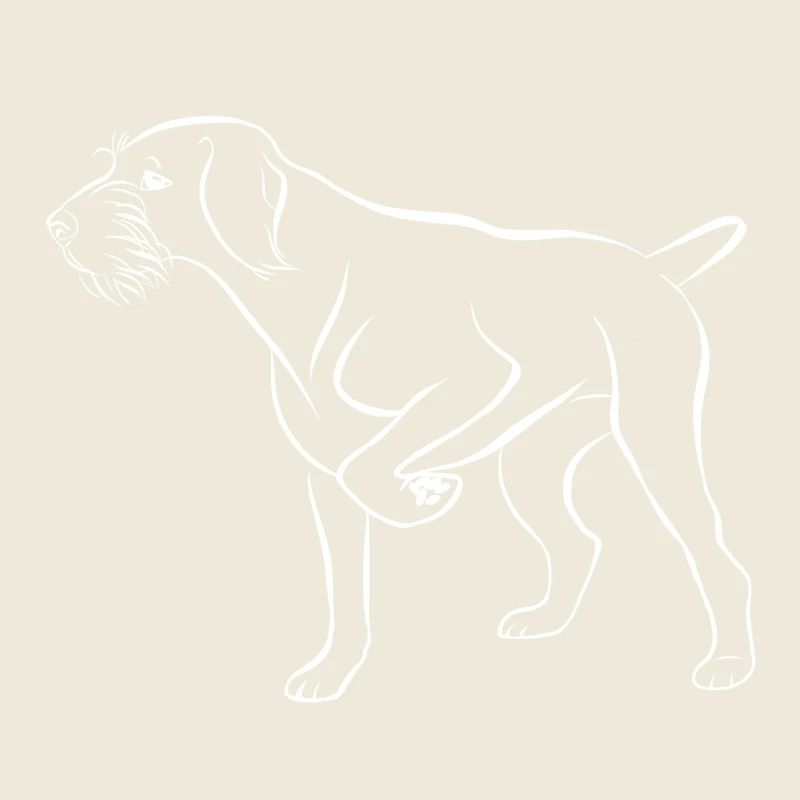 Dt Drahthaar vorstehend weiss