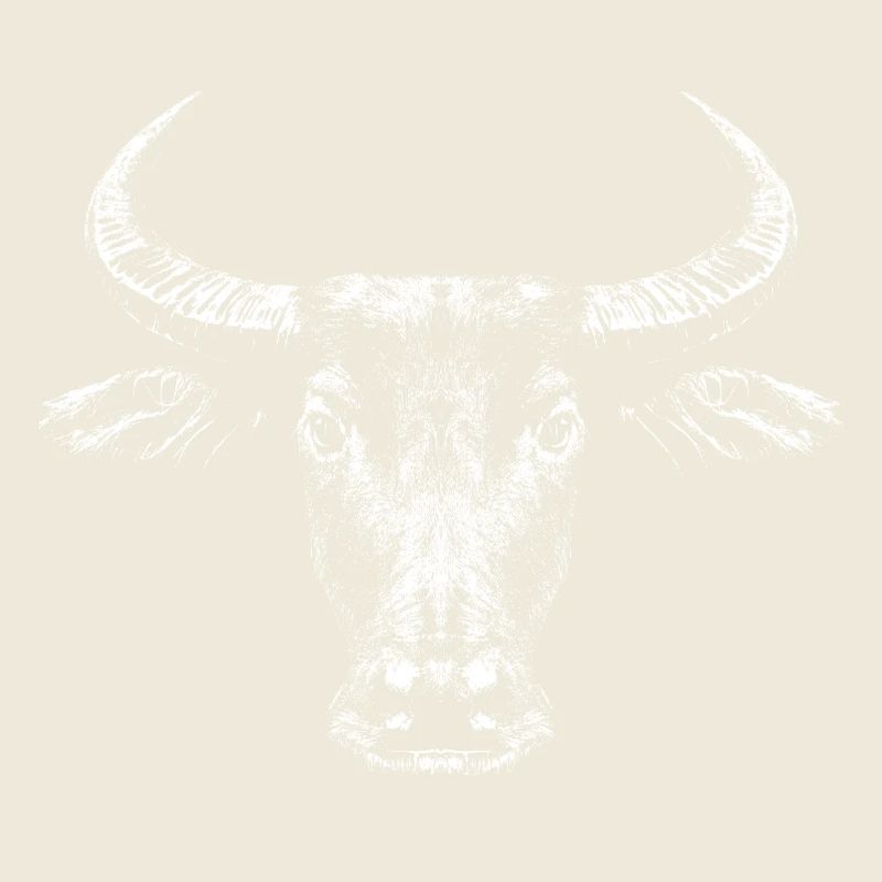 Buffle d’eau / Bubalus Arnee / Blanc
