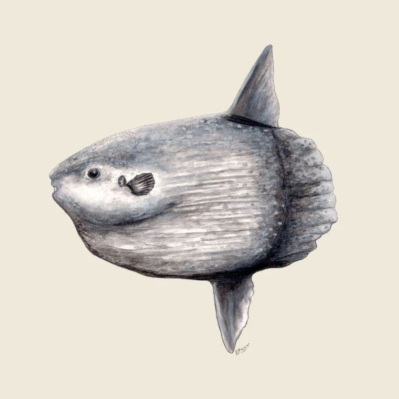 Moonfish - ocean sunfish - Poisson lune Mola mola