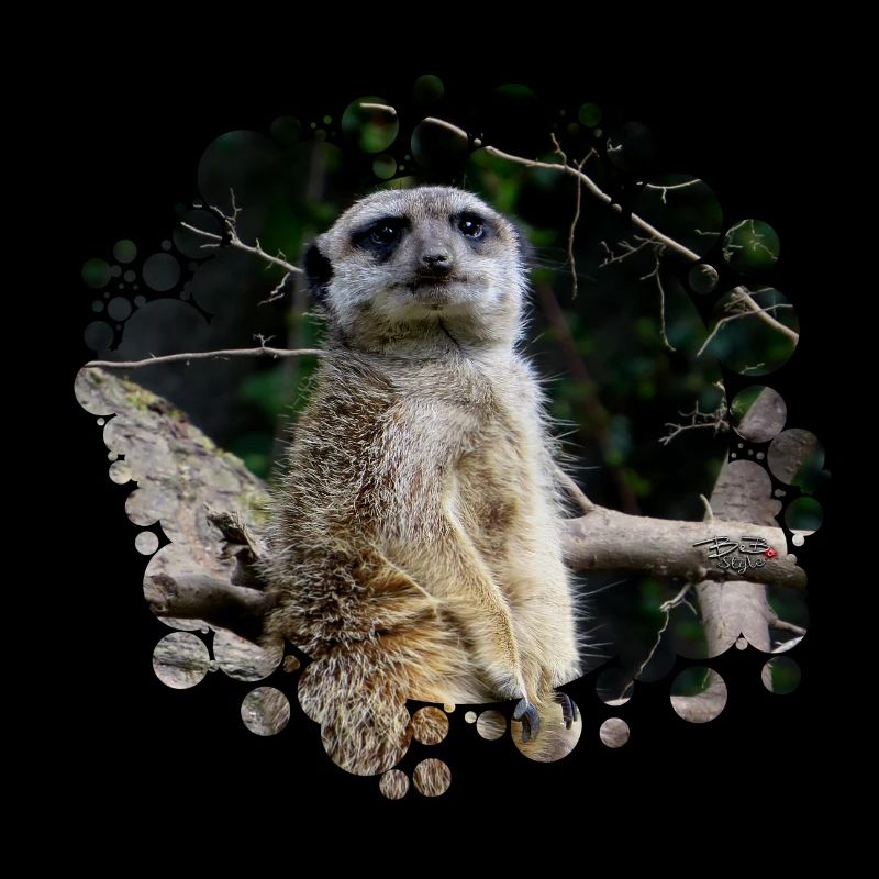 Erdmännchen