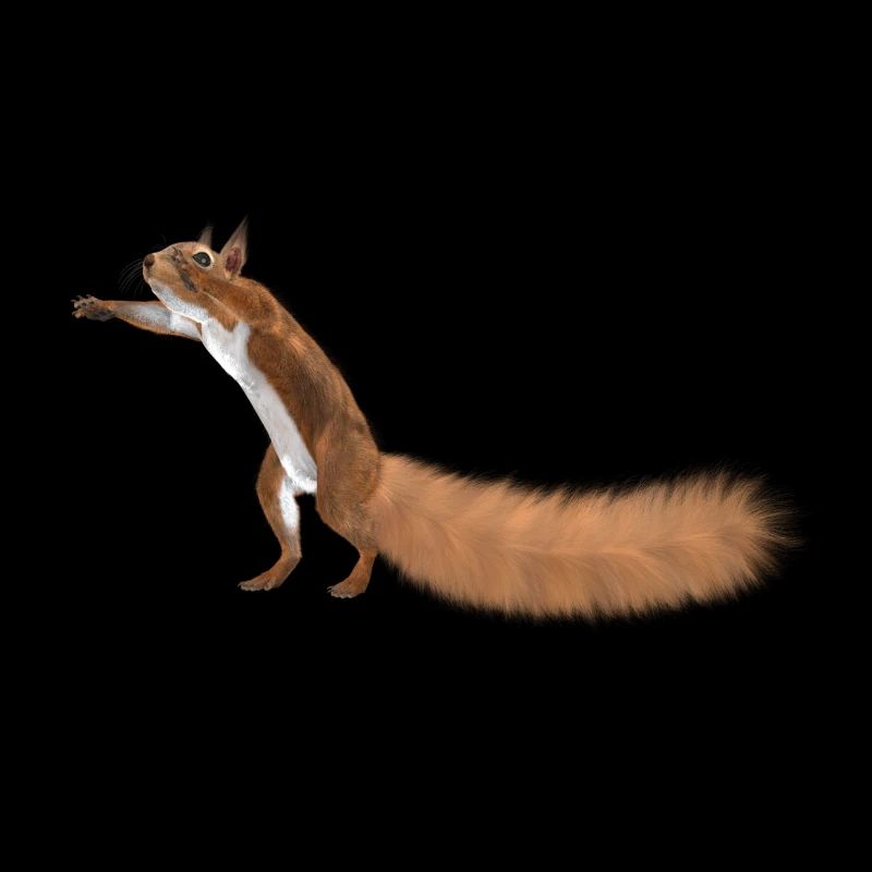 Eichhörnchen