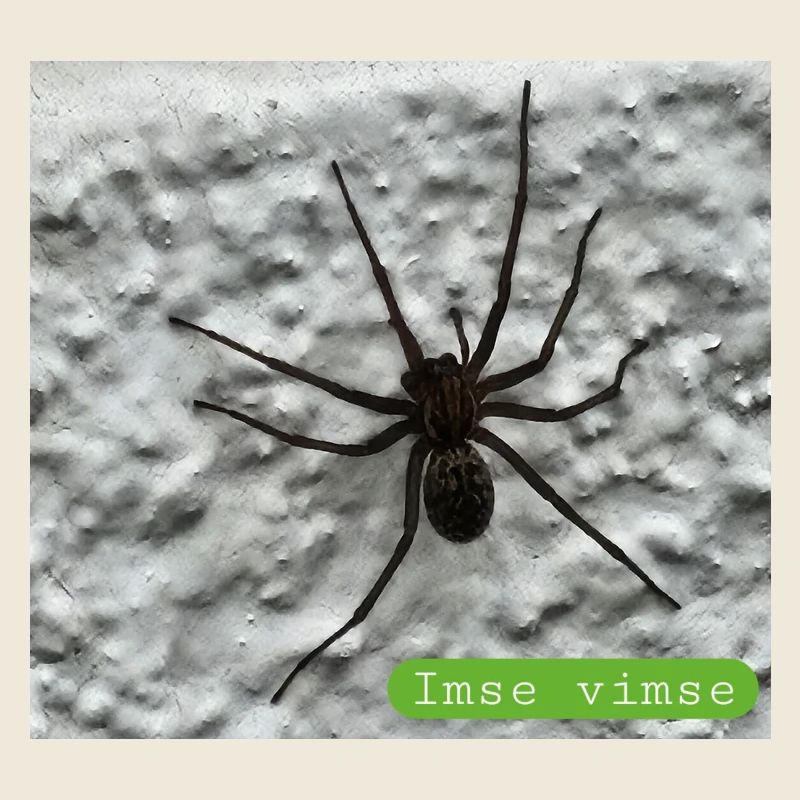 spider