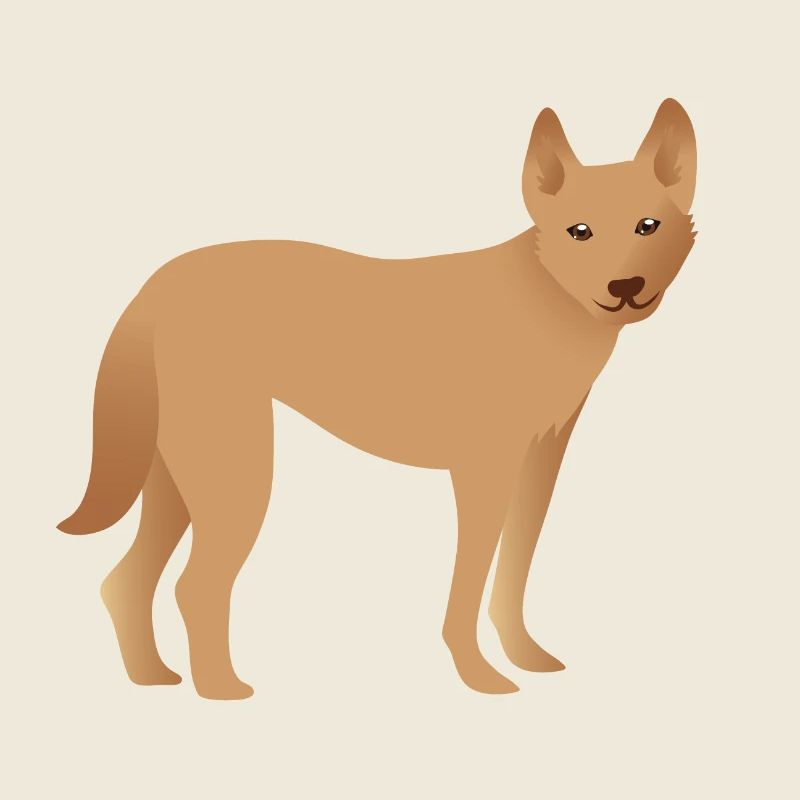 Einzelner Dingo-Hund, der glücklich schaut