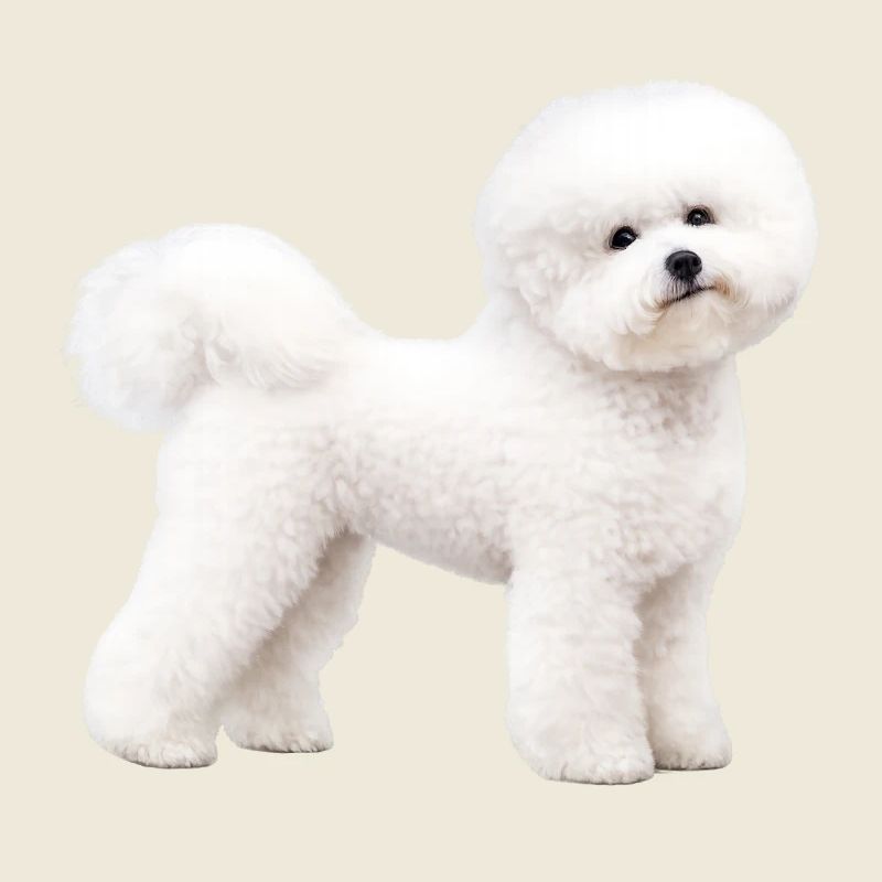 Realistic Bichon Frise
