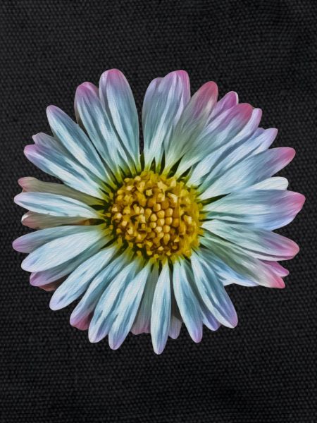 Daisy