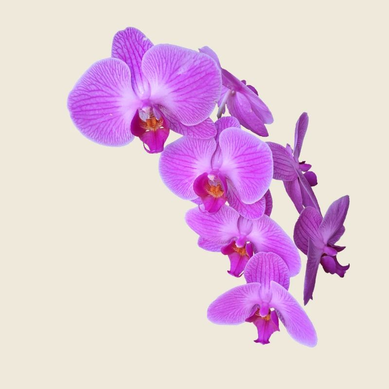 orchidée