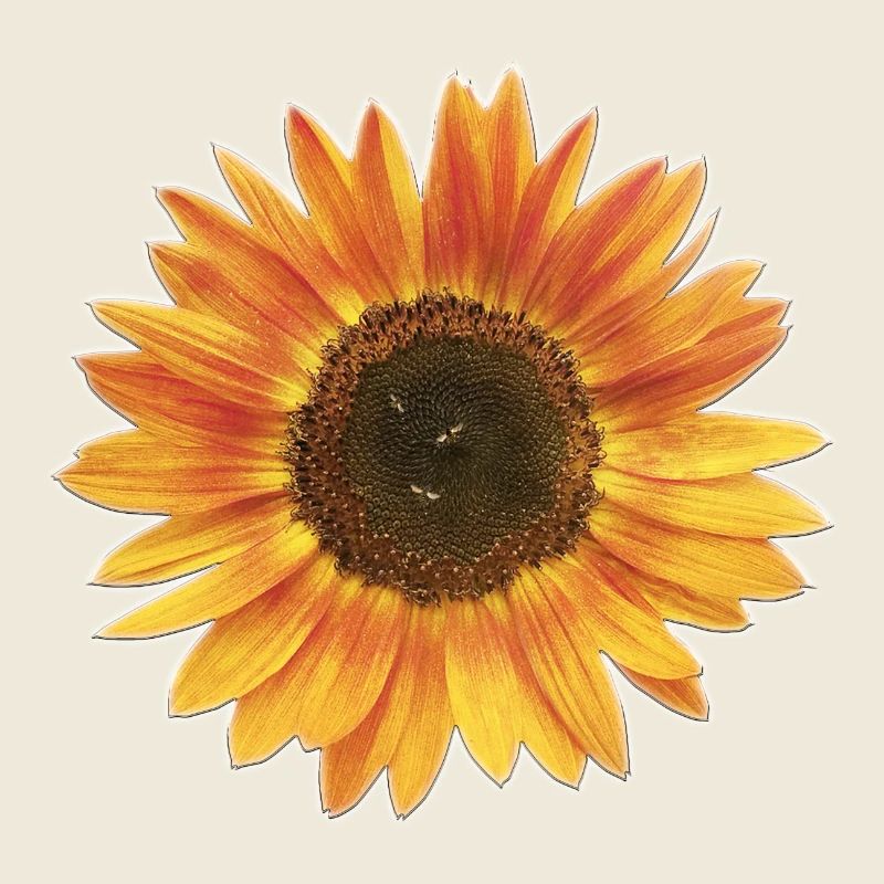 Sonnenblume mit Bieren