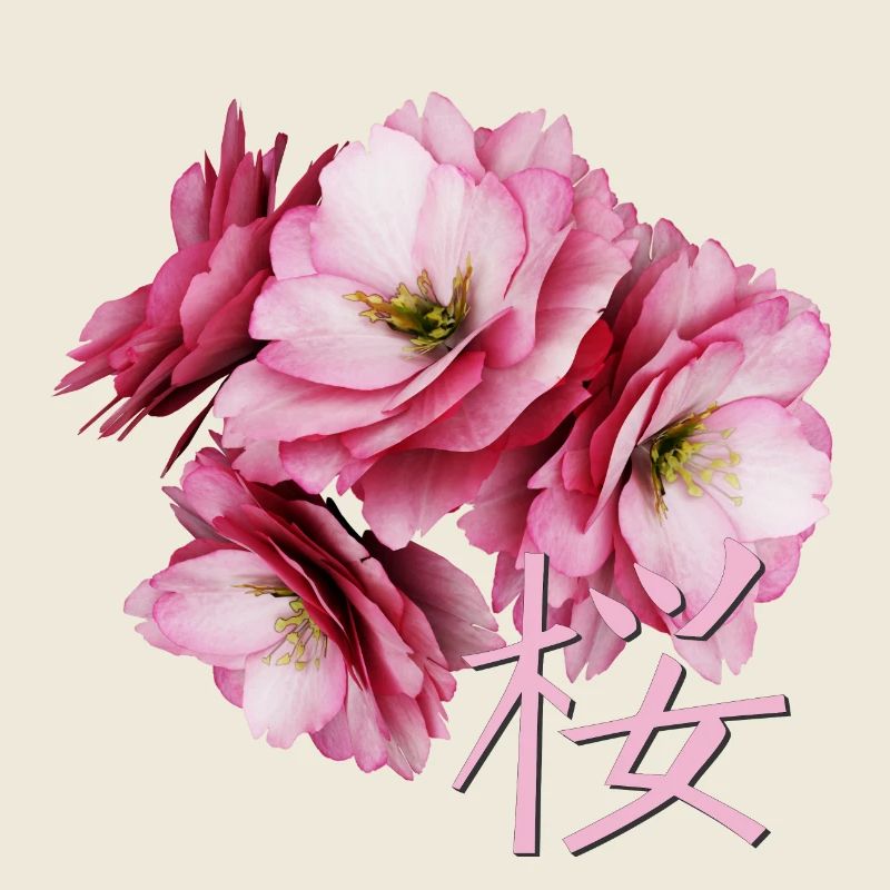 Cherry Blossom