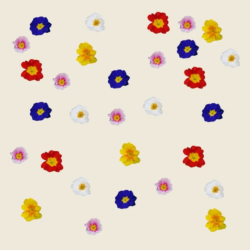 Primroses