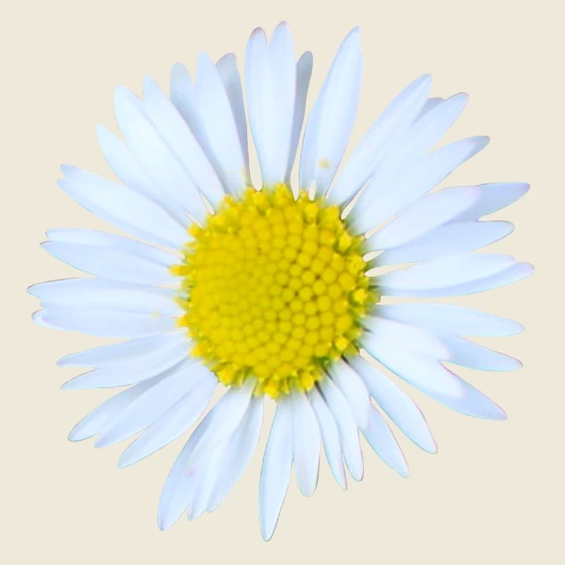 Marguerites