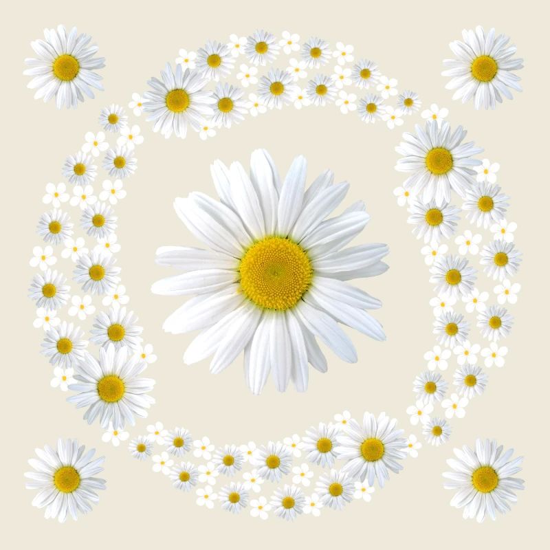 Gänseblümchen Margeriten Blumenmuster Blüte blumig
