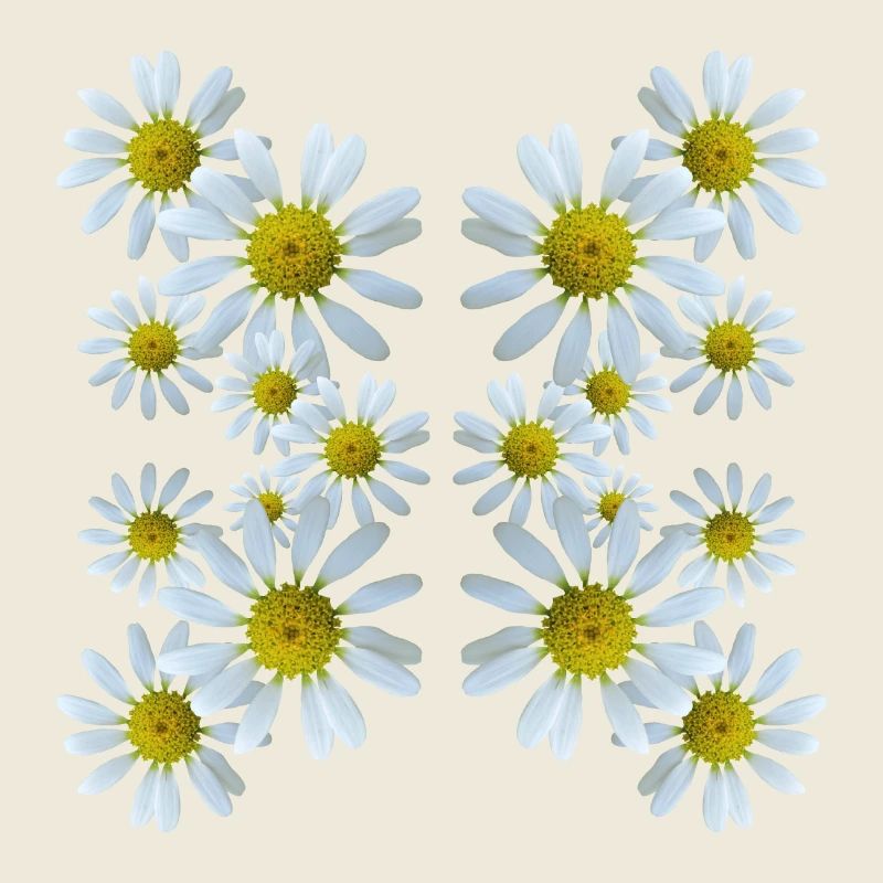 Margeriten Blumenmuster Gänseblümchen Blüte blumig