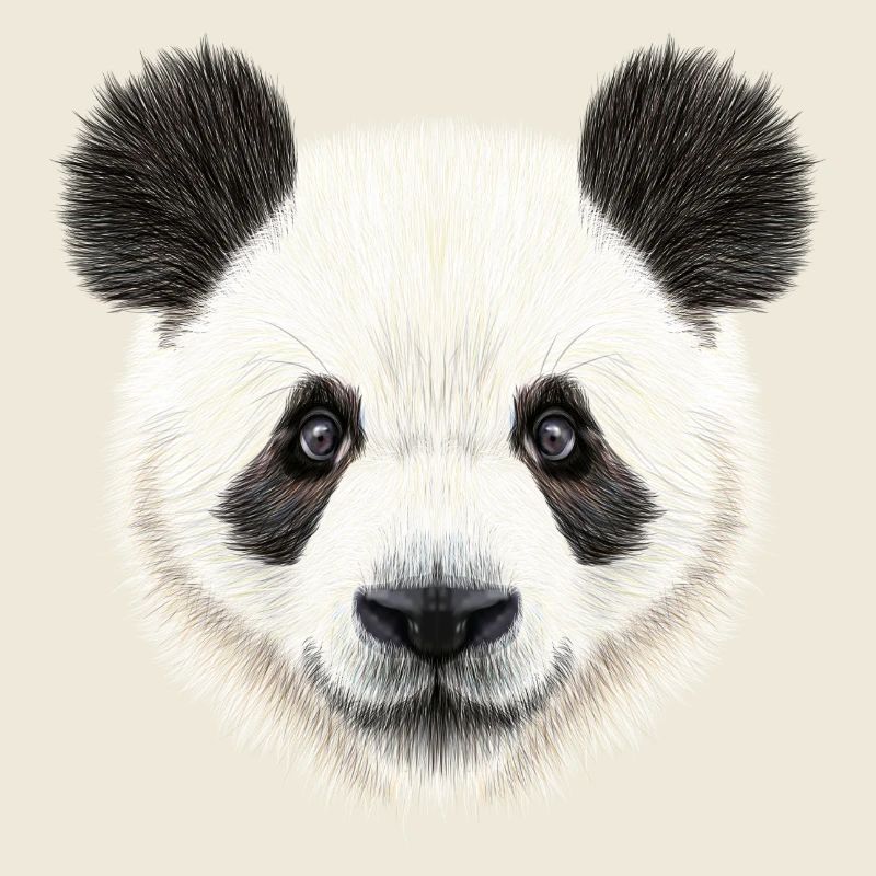 Panda Bär! Süß!