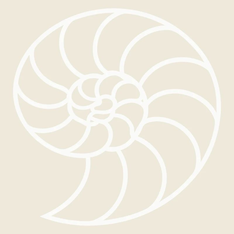 Spirale Nautile Blanche