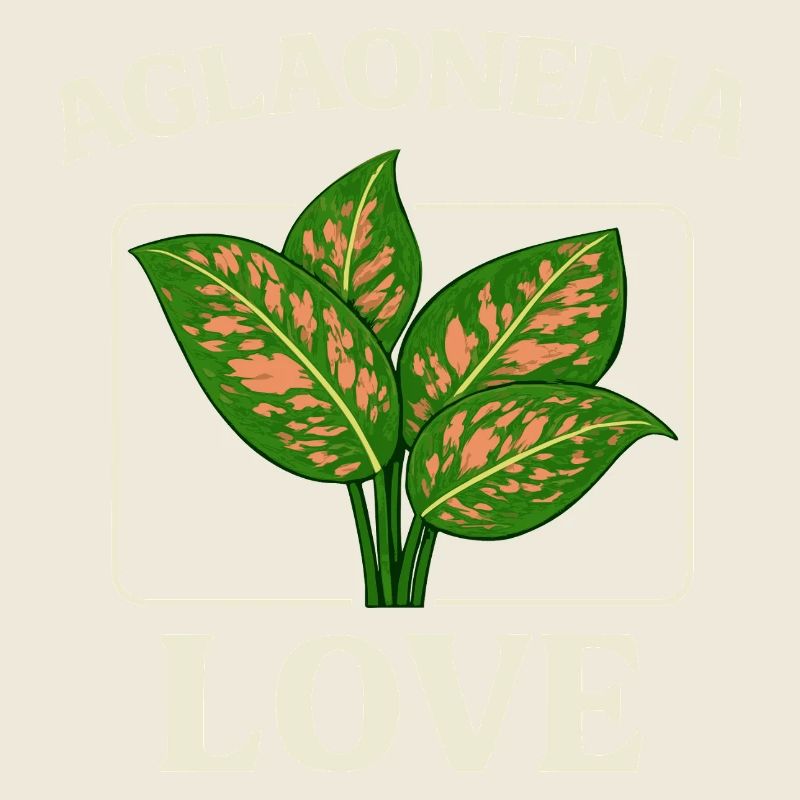 Aglaonema Love