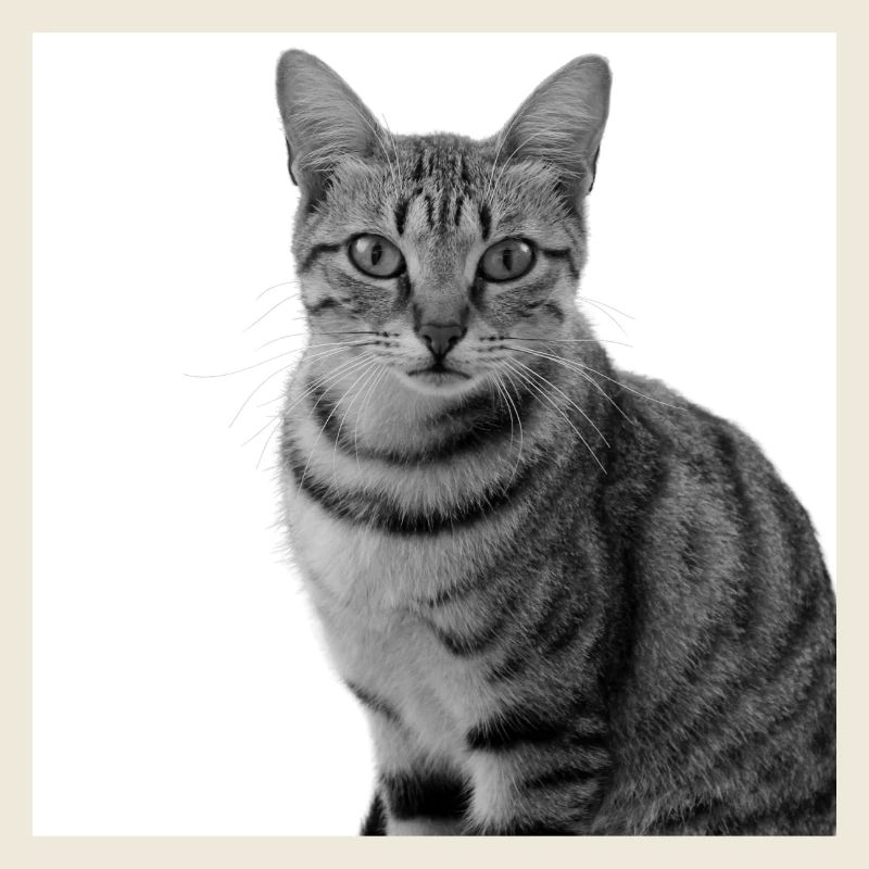 weiße Katze Katze weiß Katzen Geschenk