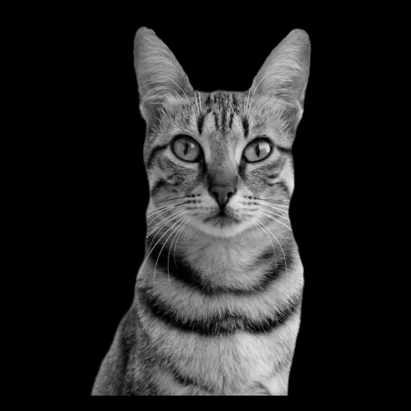 Chat blanc-noir Chat noir et blanc