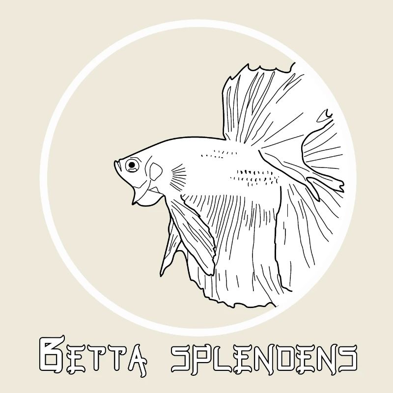 Betta splendens (Halfmoon)